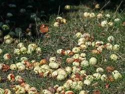 Um fast 18 Prozent eingebrochen: Obstbauern erwarten wegen Hitze und Trockenheit weniger Äpfel