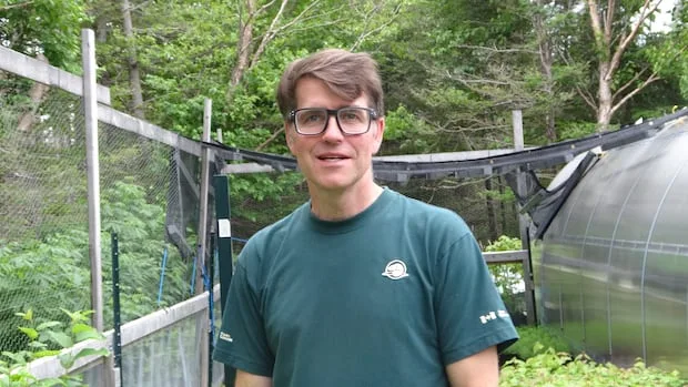 Moose ate parts of Gros Morne National Park's forests — can 1.25M trees save them?