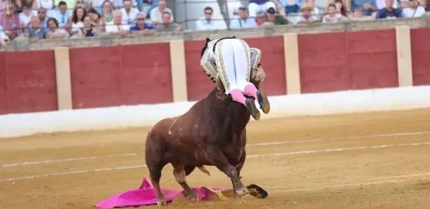 Touro fere testículo de matador durante tourada na Espanha