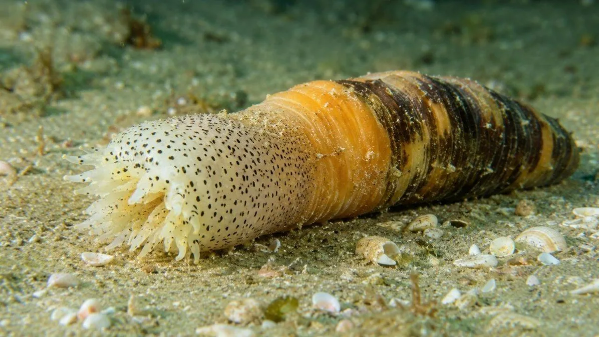 Sea creature near Israel can regrow its entire body in just 40 days