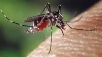 Dengue grave: estudo identifica fatores de risco para mortes no Brasil