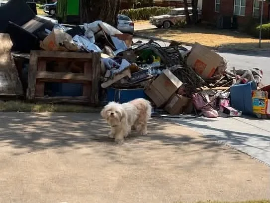 Se mudaron y la abandonaron junto a un montón de basura: “Esperó durante tres días que regresaran por ella”