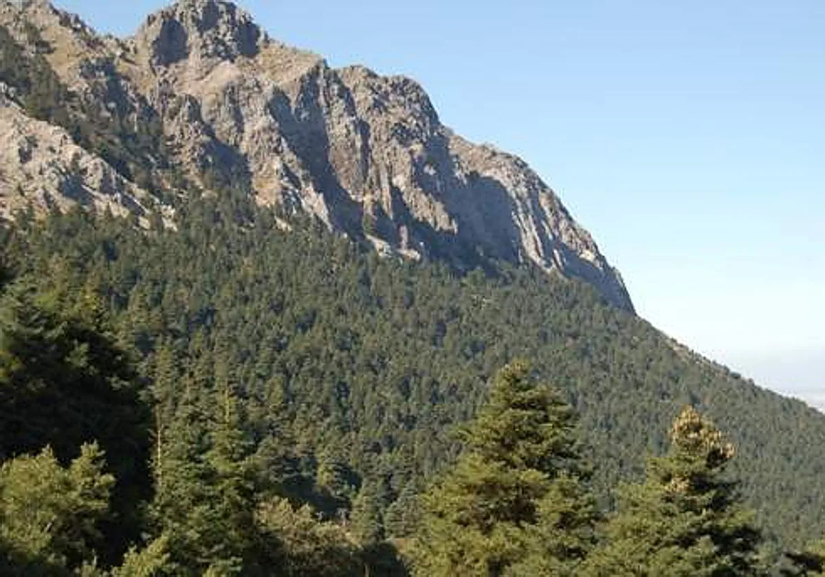 Parece la Selva Negra, pero es el pinsapar más denso del sur de Europa: está a hora y media de Sevilla y es perfecto para una escapada en otoño