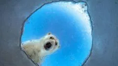 A nosy polar bear and a lucky squirrel: Wildlife Photographer of the Year 2026 shortlist