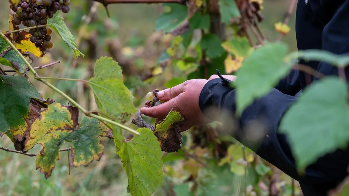 Wein: Früher als üblich: Weinlese an der Obermosel startet