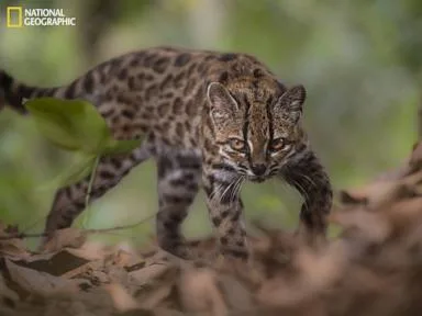 First new feline species in 100 years discovered in Bolivian forest