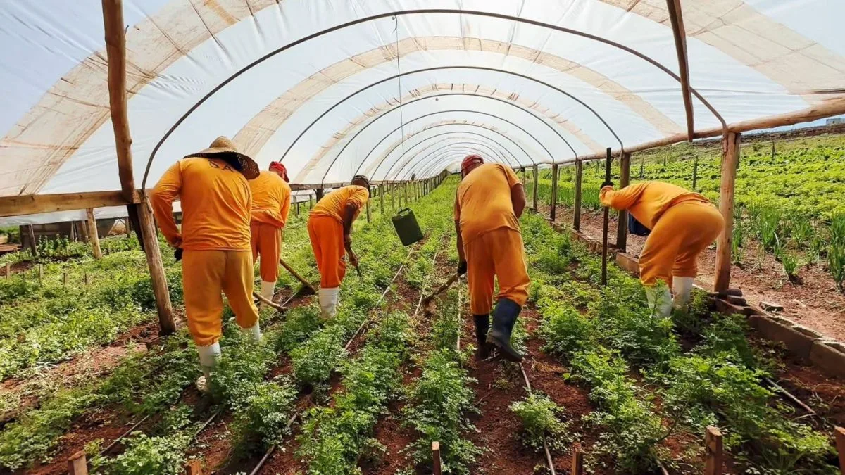 Presos em regime semiaberto vão trabalhar na produção agrícola em cinco cidades de SC