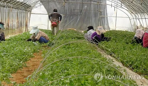 먹거리·체험 풍성…'고구마 종가' 익산 삼기서 22∼23일 축제