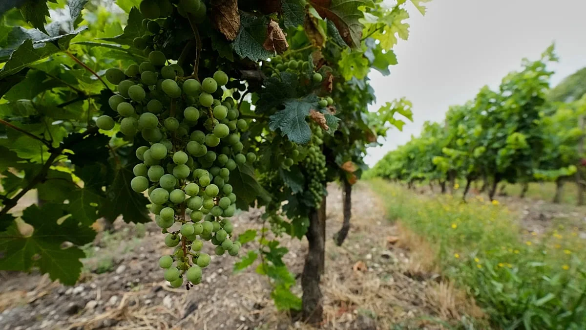 Corpo de influenciadora francesa encontrado "parcialmente carbonizado"