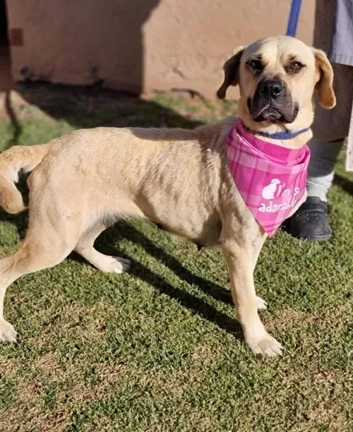 'Bobby the Dog' cruelty case continues after bid to drop influencer's charges fails