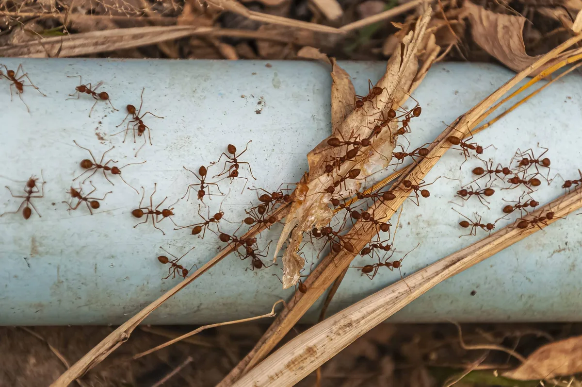 Por que as formigas estão mudando de trabalho e o que isso revela sobre o planeta