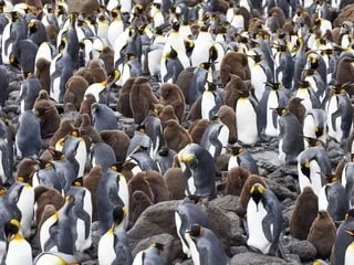 Peut-on protéger les animaux sauvages de la grippe aviaire? Des chercheurs français ont testé un vaccin sur des manchots
