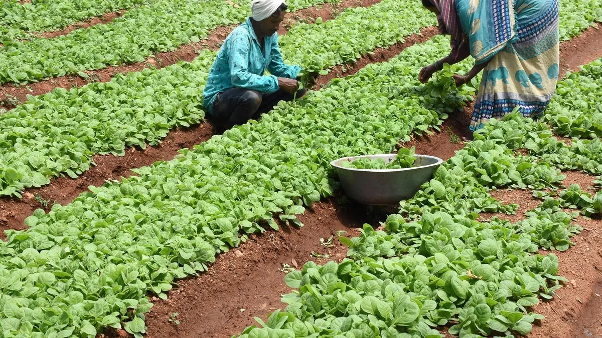 Tobacco Board enhances interest-free loans under Growers’ Welfare Scheme