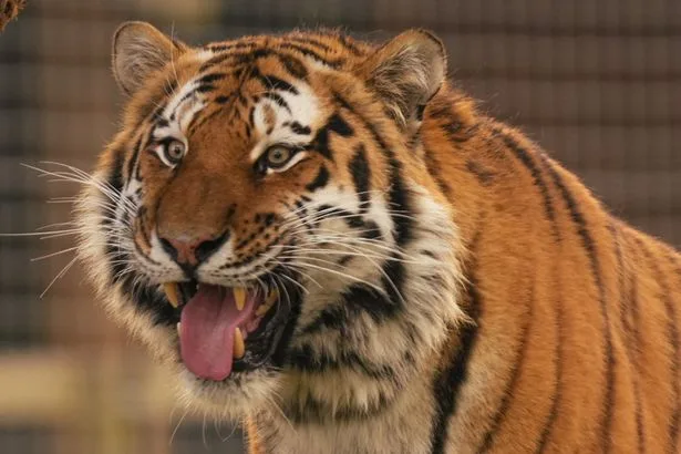 Man 'seen praying and speaking strange language' before jumping 15ft into tiger enclosure