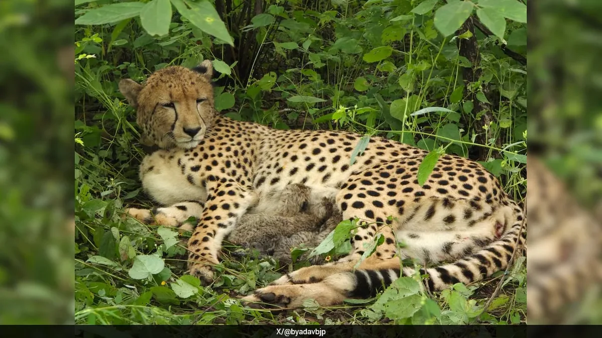 India-Born Cheetah Gives Birth To 4 Cubs At Kuno National Park