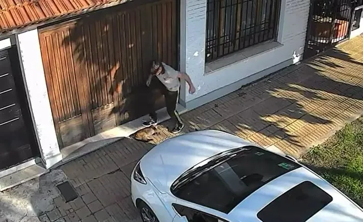 Maltrato animal: un estudiante de 14 años le pisó violentamente la cabeza a un gato