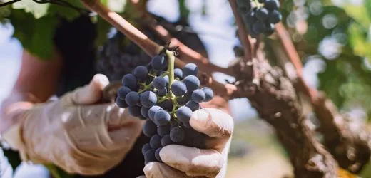 Wein in Deutschland: Weinernte wohl geringer als im Schnitt der Vorjahre
