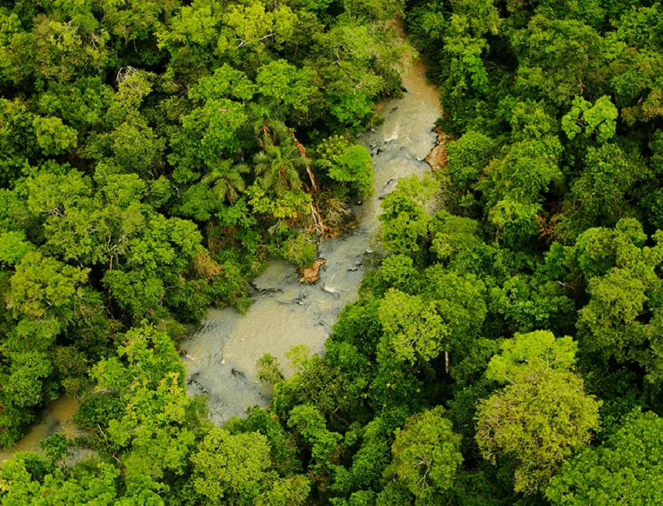 Bosques: cuando producir también es conservar