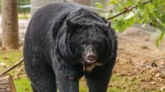 Rescued moon bears arrive at Suffolk forever home