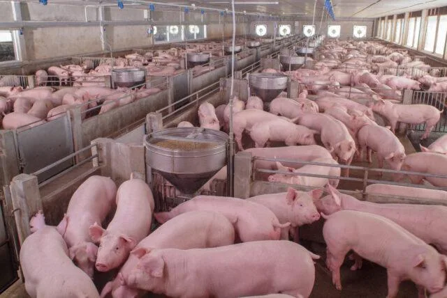Preço baixo do suíno gera prejuízo e leva produtores a deixar atividade