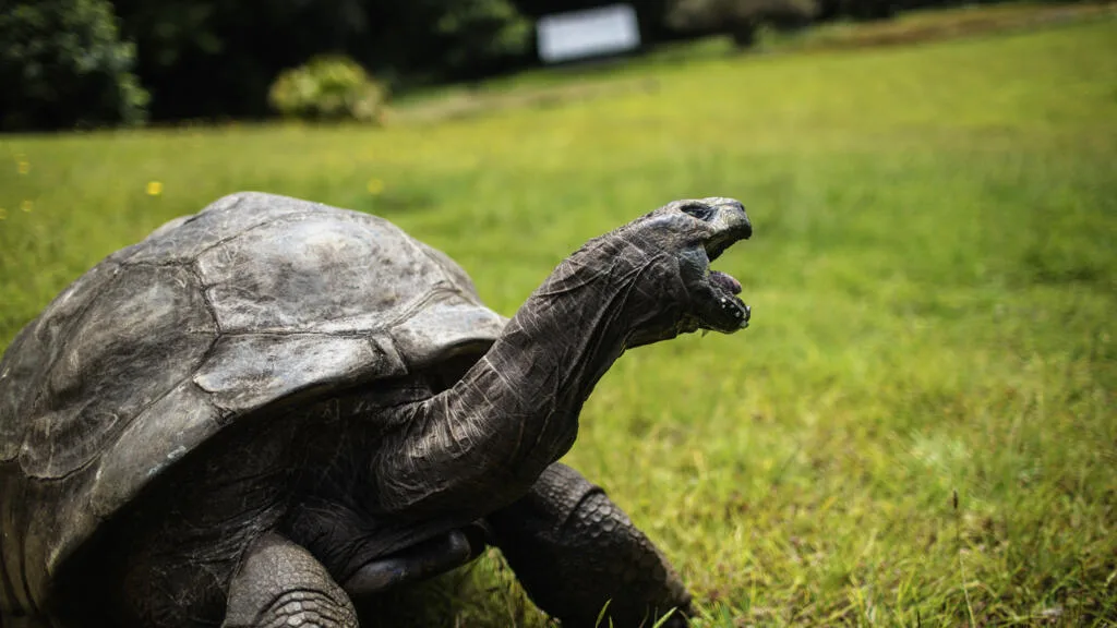 Jonathan, une tortue géante, est le plus vieil animal terrestre vivant