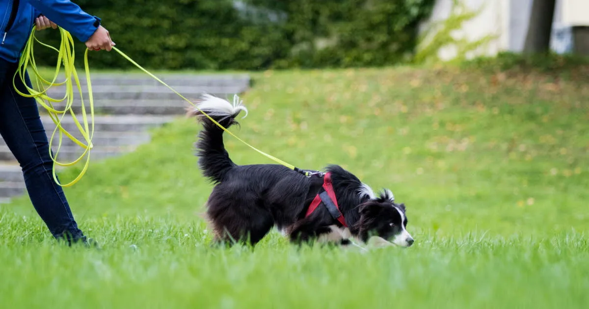 Animaux. Le mantrailing : une activité en vogue à faire avec son chien