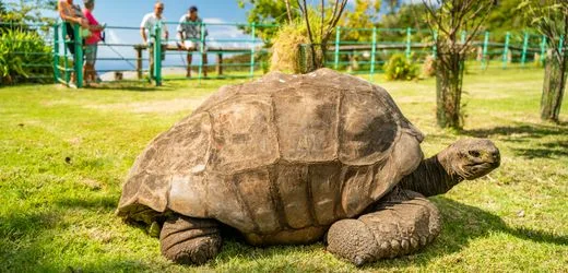 Schildkröte Jonathan: 194 Jahre alt, und genetisch aktiv wie ein junges Tier