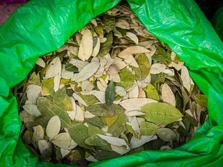 INFO OUEST-FRANCE. À Roissy, les douaniers interceptent deux voyageurs avec 61 kg de feuilles de coca dans leurs bagages