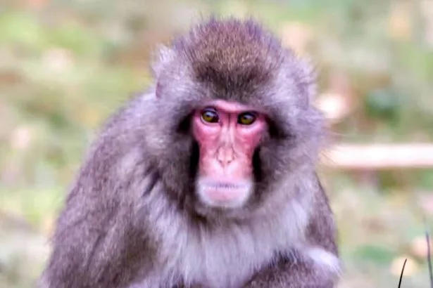 Monkey escapes Scotland wildlife park with 'do not approach' warning as drones scrambled
