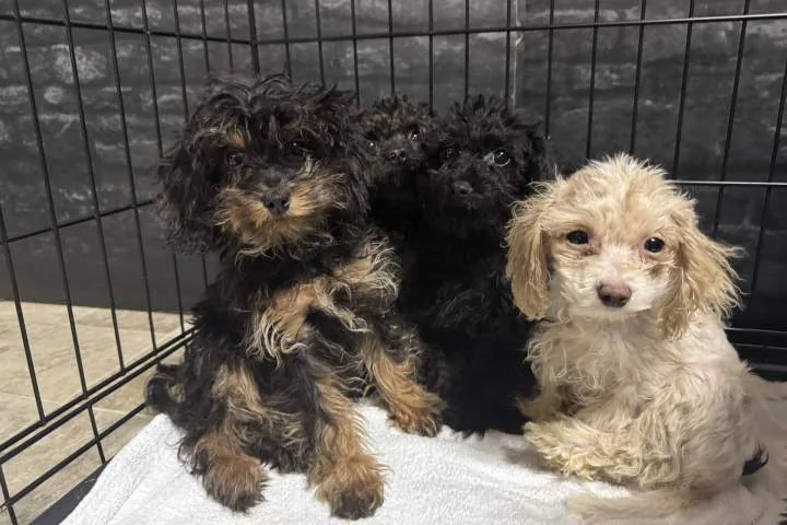 Nearly 100 dogs rescued from home in Fort McMurray