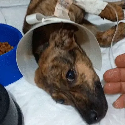 Cachorros resgatados de córrego lutam contra parvovirose e protetora pede ajuda