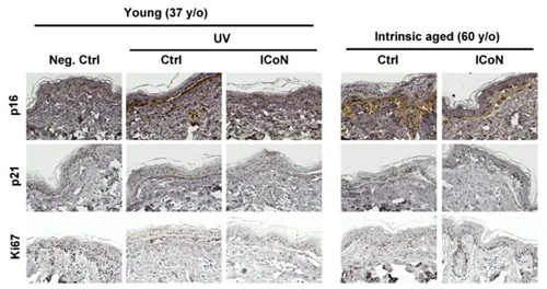 LG생활건강, '항노화 성분 NAD+' 학술지 게재…'더후'에 적용