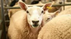Vets can diagnose bluetongue to cut test delays