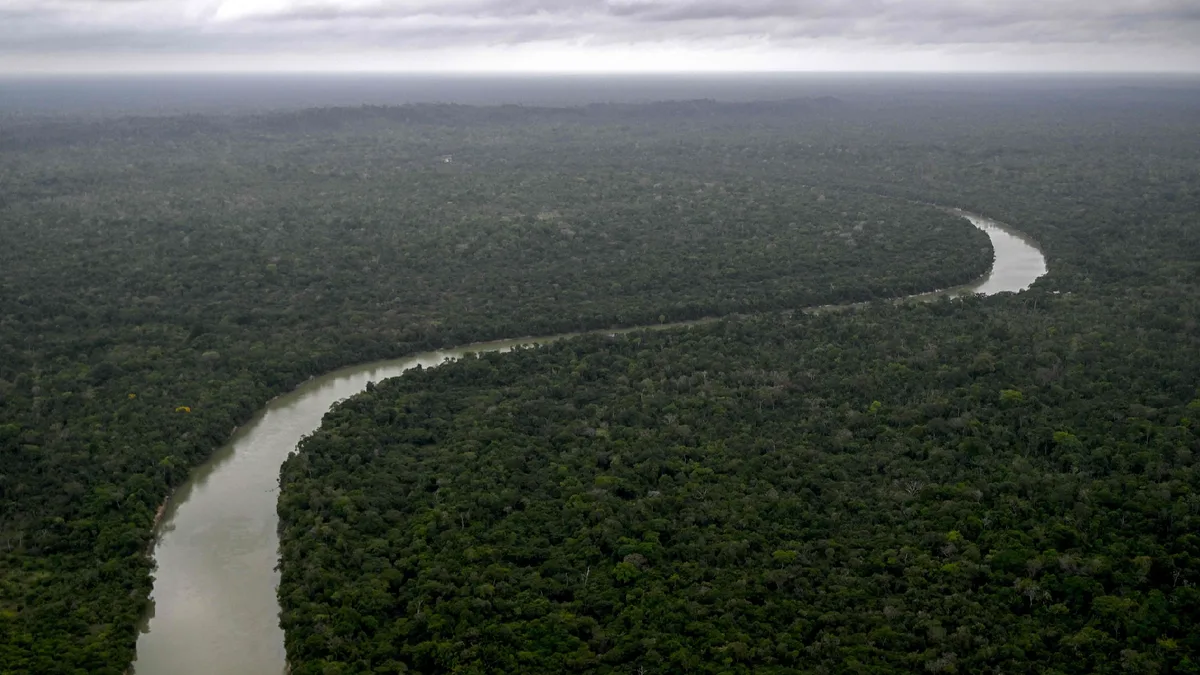 Forest loss slowed in 2025. Scientists say don't count on it