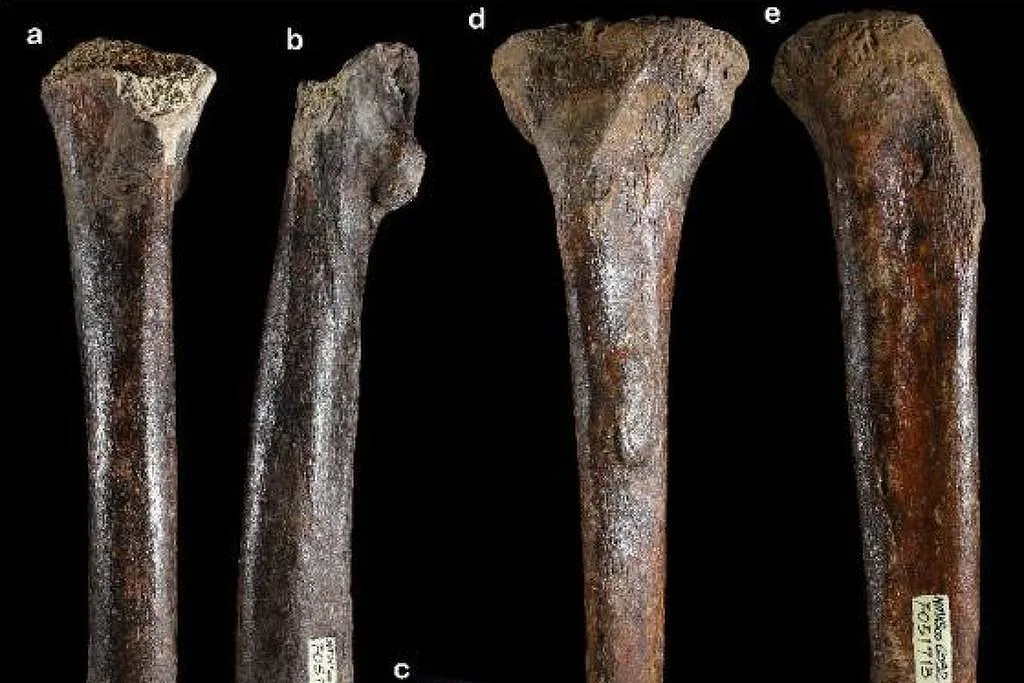 Ossos descobertos no estreito de Taiwan ampliam mistério sobre denisovanos