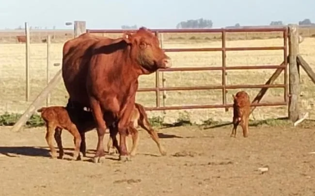 “Ocurre una vez cada 100 mil casos”: una vaca tuvo trillizos de forma natural y aseguran que es un hecho único