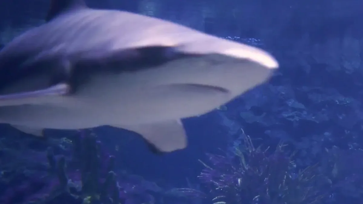 Nach 10-Millionen-Sanierung - Neues Leben im alten Berliner Aquarium