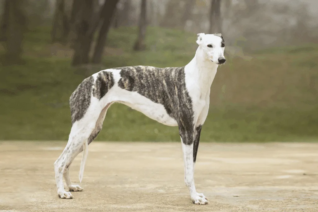 Raças magras: 6 cachorros que se destacam pelo corpo esbelto e atlético