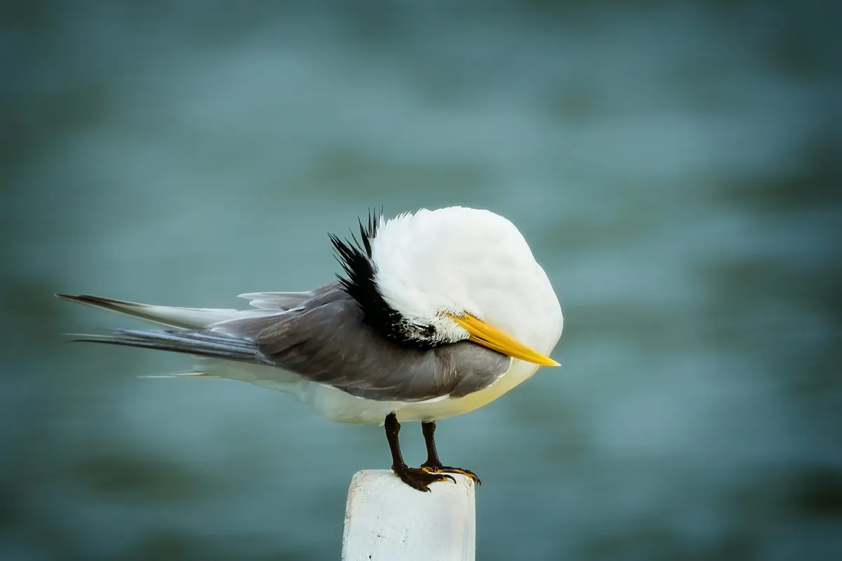Australia’s bird flu response: too little, but it’s not too late