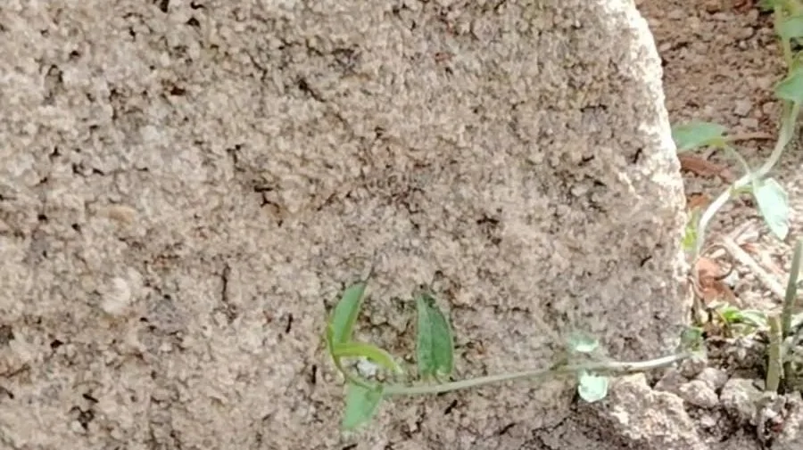 Ardèche : "ça tape sur les nerfs", un lotissement entier colonisé par des fourmis très résistantes à Tournon-sur-Rhône