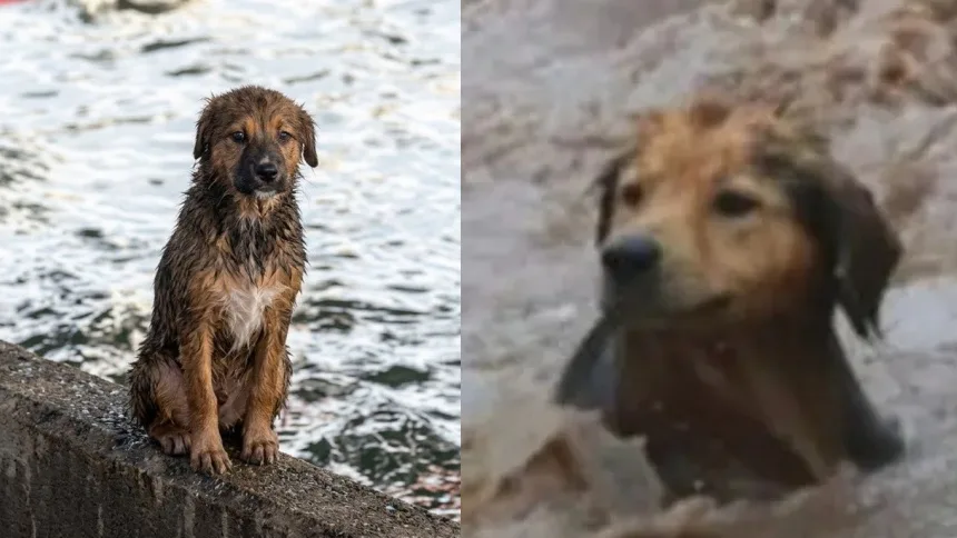 EN VIDEOS | El desesperante rescate de Morocho, el perrito que fue arrastrado por un río en Chile
