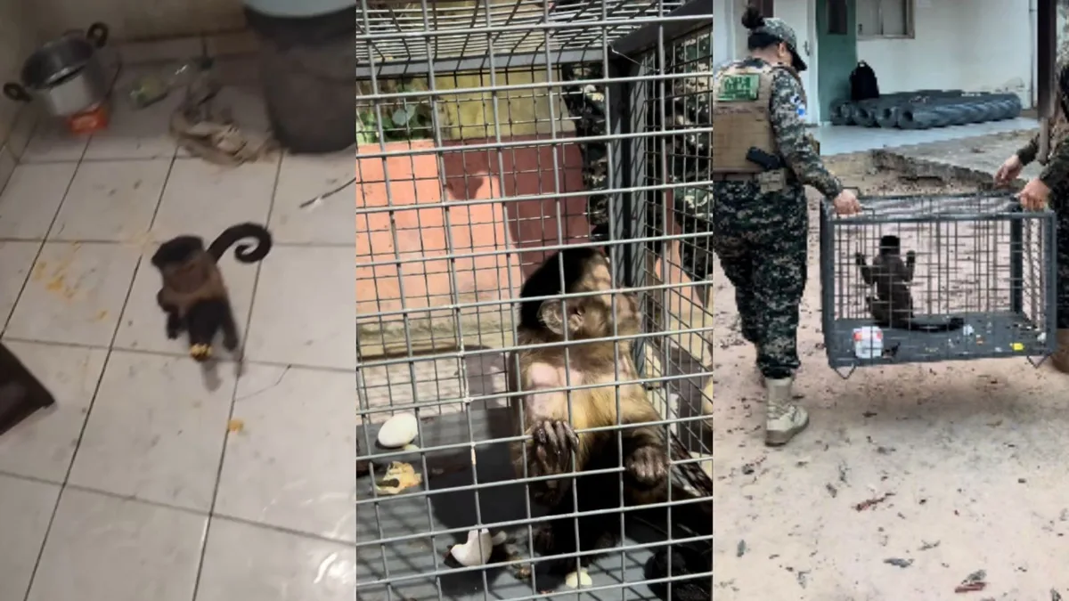 Macaco-prego invade casas, quebra louças, pega comida em geladeira e é resgatado no PI