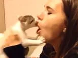 The dark side of viral cat videos: Behaviours deemed cute or funny are actually signs of feline distress, study warns