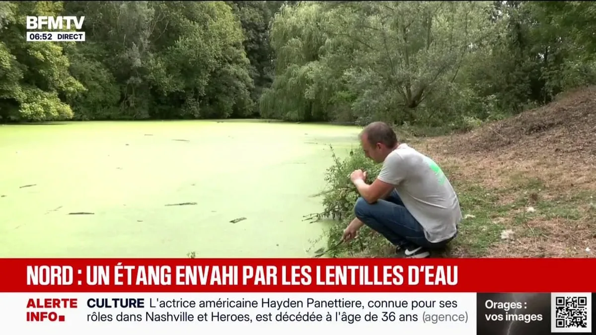 La biodiversité d'un étang du nord menacée par la prolifération rapide de lentilles d'eau