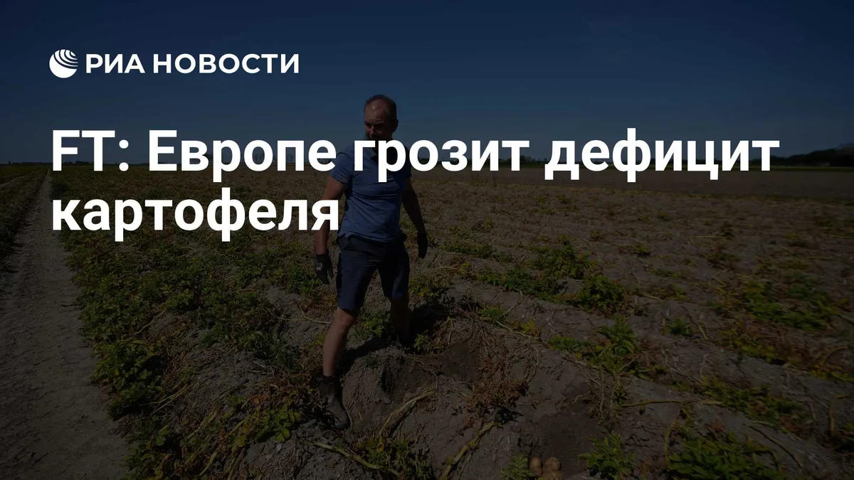 FT: Европе грозит дефицит картофеля