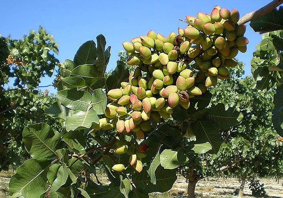Adipe prevé un aumento del 30% en la cosecha de pistacho y rechaza prácticas comerciales irregulares