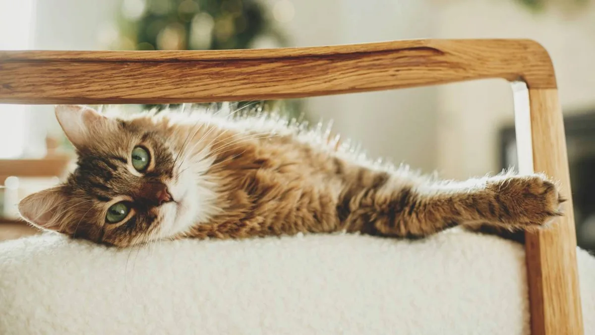 Manuel Manzano, veterinário renomado: “A pessoa favorita de um gato é aquela que está mais distante”