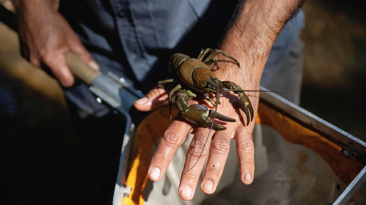 The Netherlands Will Never Be Rid of Louisiana Crawfish