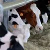 Do pasto à blockchain: gado tokenizado é usado como garantia de crédito no Brasil