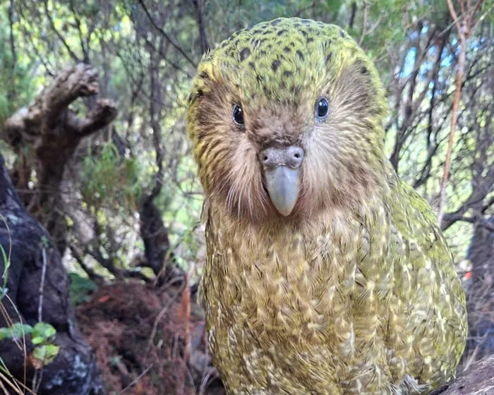 Kākāpō rising: 90 chicks swell population of the world’s heaviest parrot